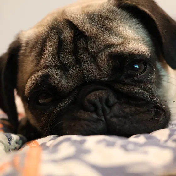 Dago, pug adoptado en Hogar Canino Vida Nueva, recostado en casa