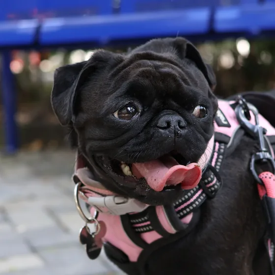 Deni, pug negra adoptada en Hogar Canino Vida Nueva, paseando en el parque