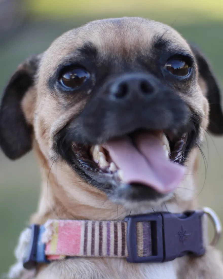 Lanu, perrita adoptada en Hogar Canino Vida Nueva, sonriendo a la cámara